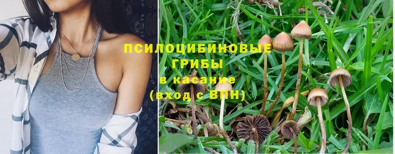 Галлюциногенные грибы Psilocybine cubensis  ОМГ ОМГ сайт  Алзамай  дарнет шоп 